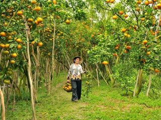 4 điểm du lịch không thể bỏ qua khi đến Tiền Giang