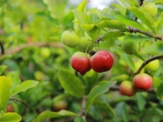Không cưỡng nổi trước sức hấp dẫn của những vườn trái cây trĩu quả ở Bến Tre