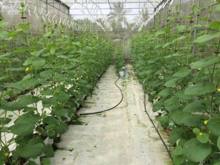 Về thăm miền Tây: Những khu du lịch sinh thái ở Bến Tre