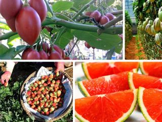 Đặc sản Đà Lạt làm quà