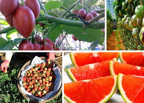 Đặc sản Đà Lạt làm quà ý nghĩa của thiên đường tình yêu