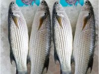 Cá đối biển