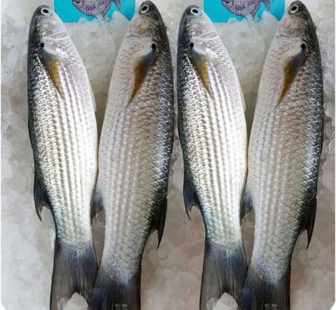 Cá đối biển