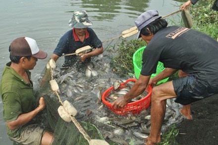 Thu hoạch cá sặc bổi