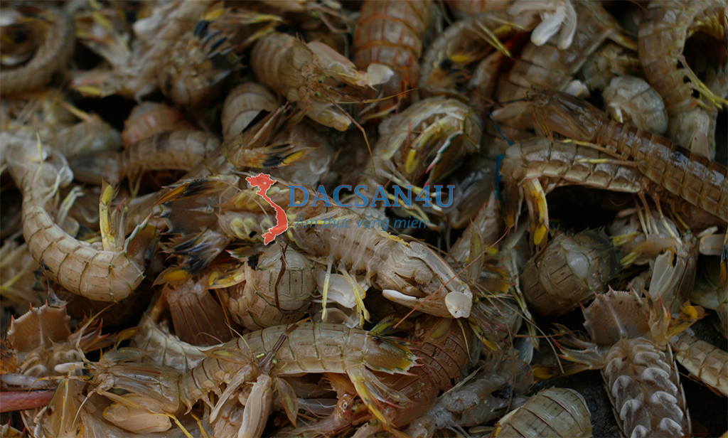 Tôm tích sống