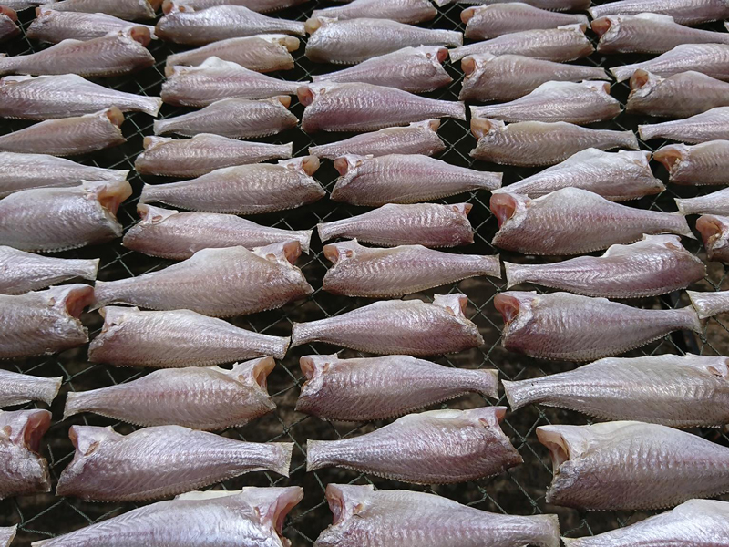 Phơi khô cá đù