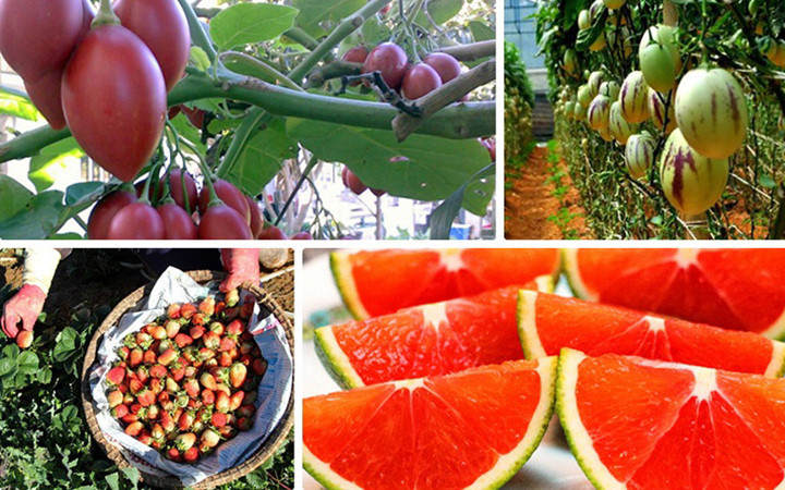 Trái cây tươi Đà Lạt