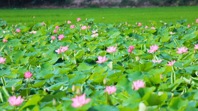 đặc sản Đồng Tháp