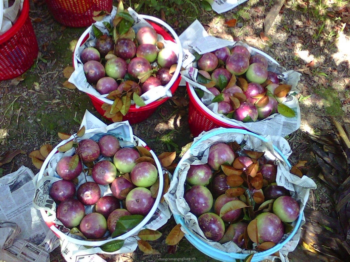 Trái cây Miền Tây