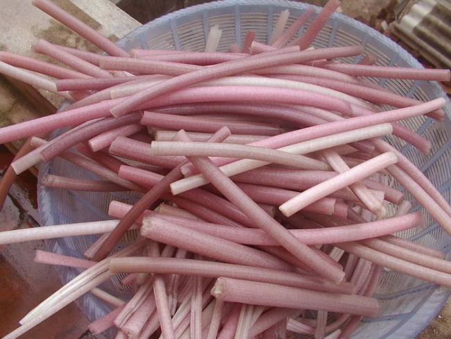 Bông súng