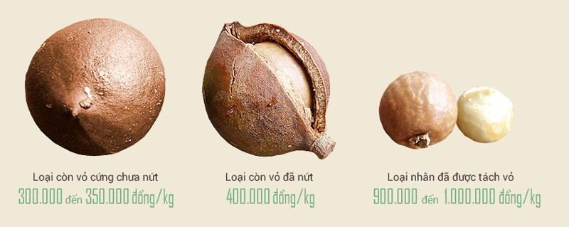 Giá các loại hạt mắc ca