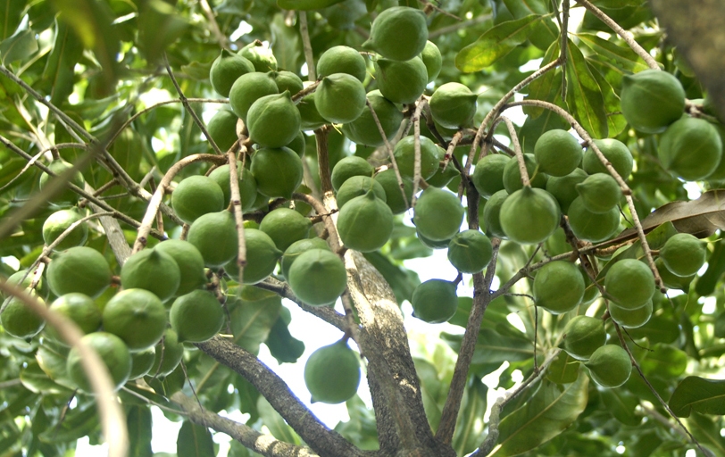 cây mắc ca ở Việt Nam