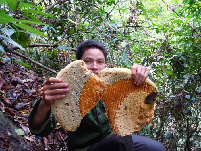 Mật ong rừng U Minh Hạ