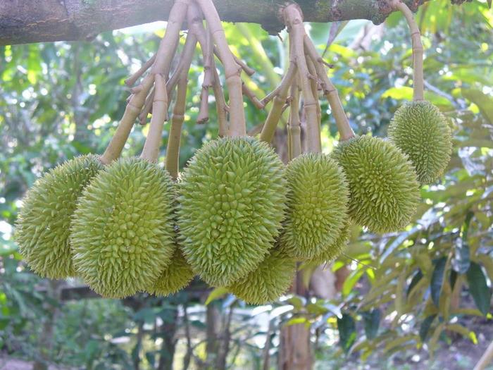Sầu riêng Cái Mơn