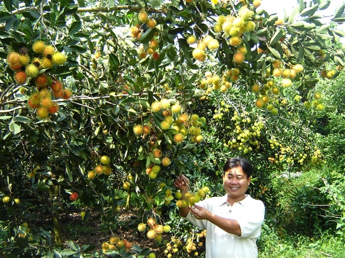 Vườn chôm chôm Global GAP