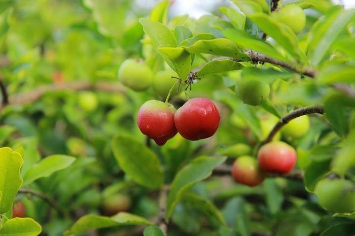 vườn trái cây Bến Tre