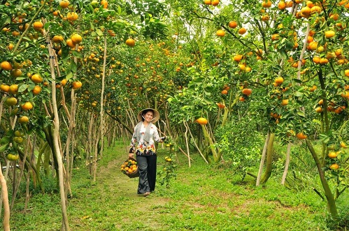 Vườn trái cây Cái Bè
